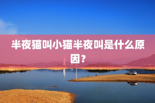 半夜猫叫小猫半夜叫是什么原因？