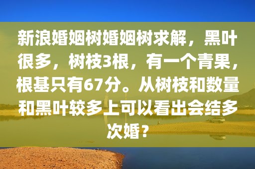新浪婚姻树婚姻树求解，黑叶很多，树枝3根，有一个青果，根基只有67分。从树枝和数量和黑叶较多上可以看出会结多次婚？
