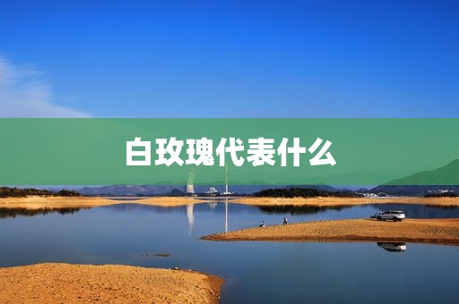 白玫瑰代表什么