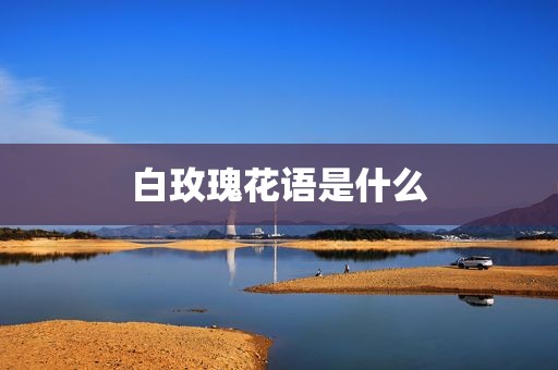白玫瑰花语是什么