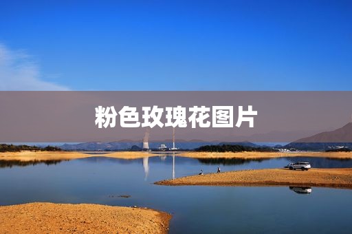 粉色玫瑰花图片